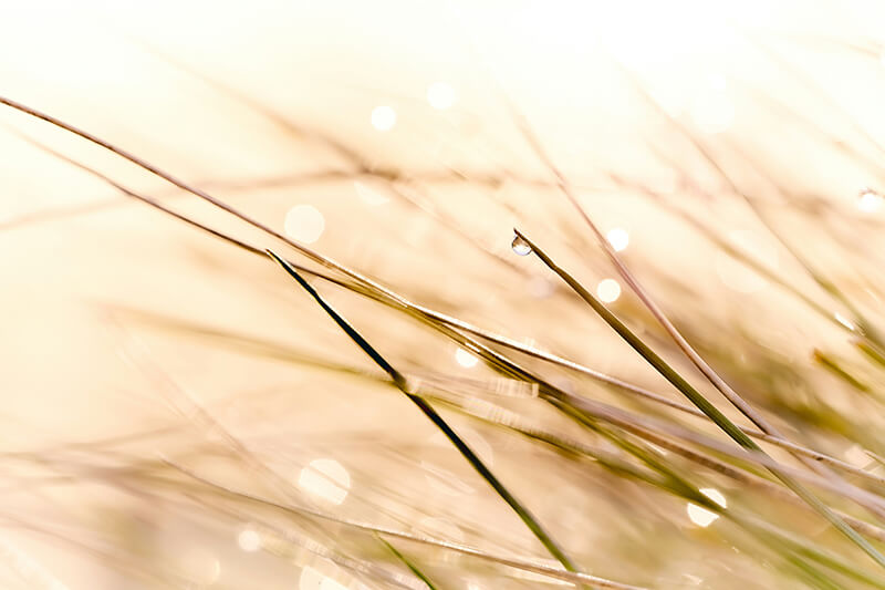Gräser im Wind